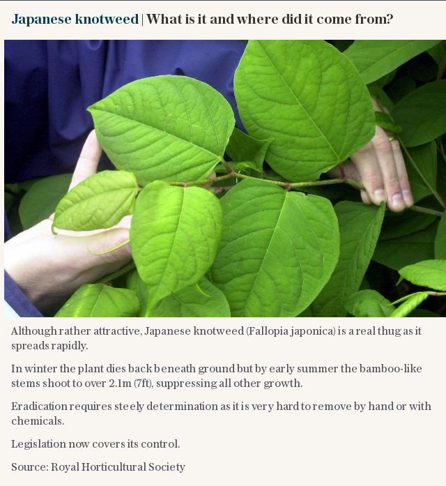 Japanese knotweed | What is it and where did it come from?