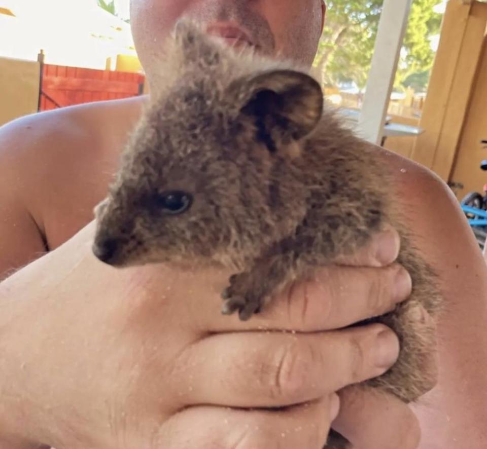 Man holding quokka at Rottnest Island in Western Australia. 