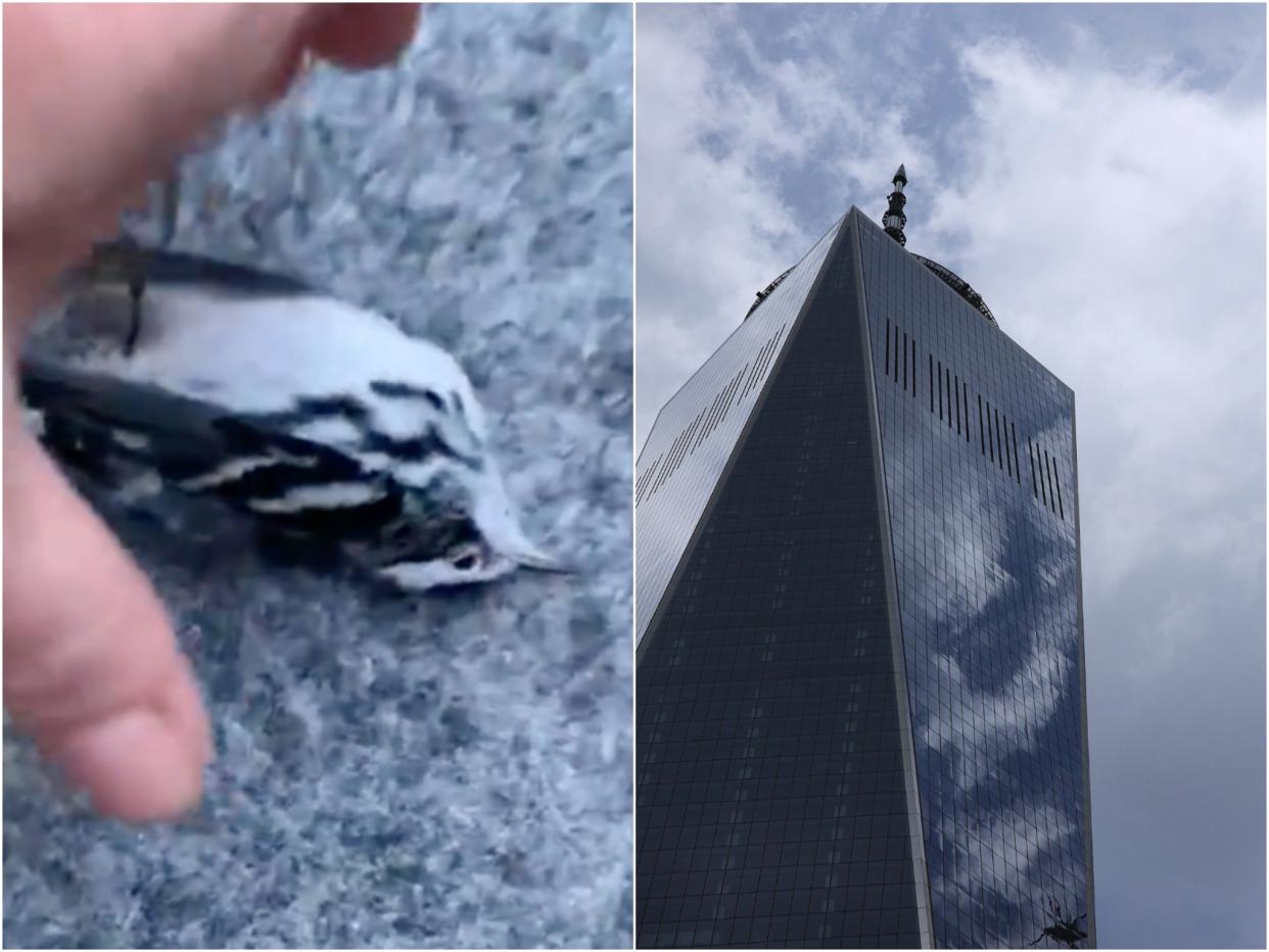 Hundreds of dead birds have been found at the bases of several World Trade Centre towers (Twitter / Melissa Breyer / Getty)