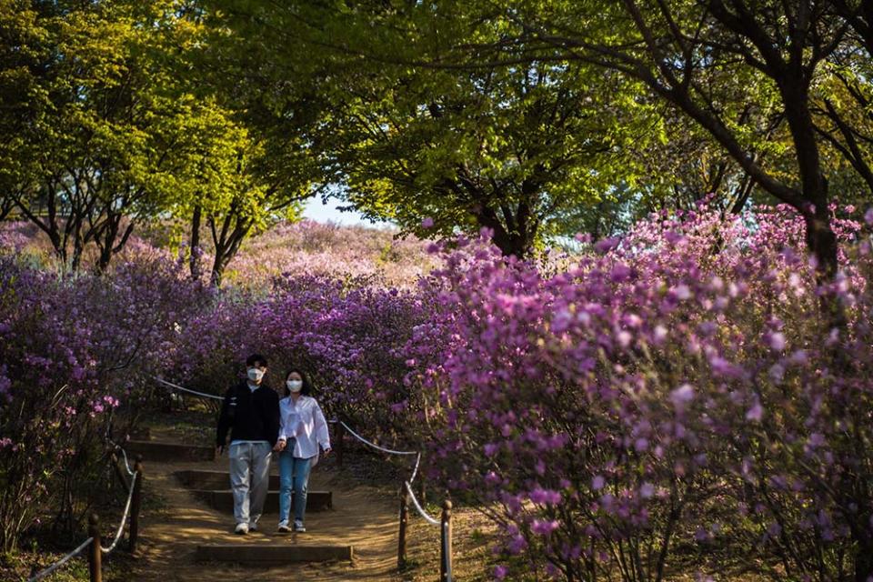 遠美山杜鵑花（Photo by ANTHONY WALLACE / AFP, Image Source : Getty Editorial）