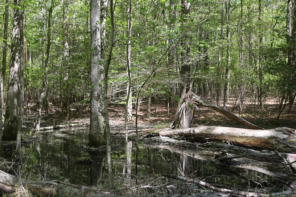 The wooded areas on Del. 54 that connects Delmar and Fenwick Island is sometimes referred to as 'Burnt Swamp' and has been known for an urban legend known as the Selbyville Swamp Monster.