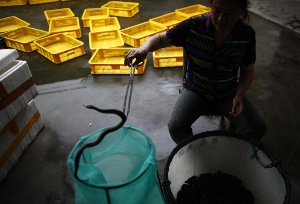 A resident holds a snake at the snake farm in Zisiqiao village, Zhejiang Province June 15, 2011. REUTERS/Aly Song