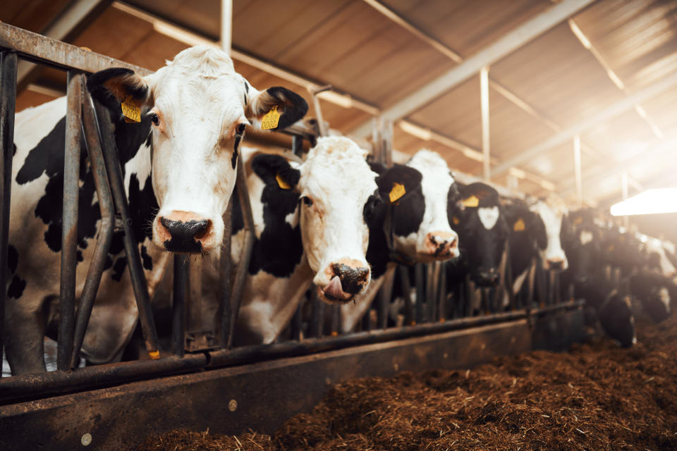 美國發生全球首例乳牛感染高病原性禽流感Ｈ５Ｎ１病毒事件，不只乳牛，貓、羊也感染，並出現首例人類病例。（示意圖／Getty Images）
