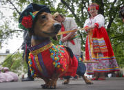 <p>A woman walks with her dachshund dressed in a Russian folk costume, during a dachshund parade in St.Petersburg, Russia, May 28, 2016. (AP Photo/Dmitri Lovetsky) </p>