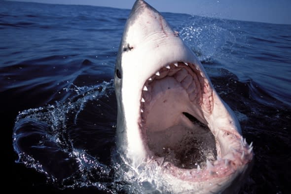 Great white shark sinks teeth into tiny fishing boat (video)