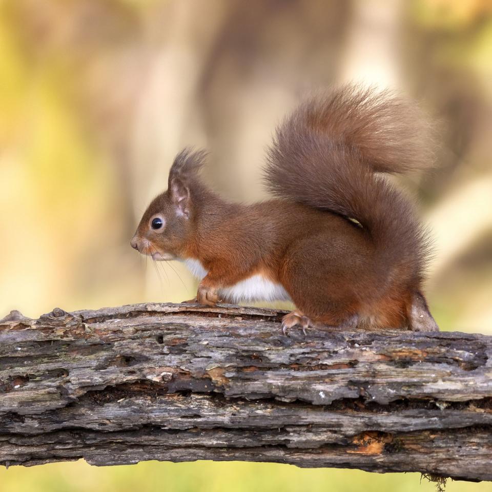 red squirrel