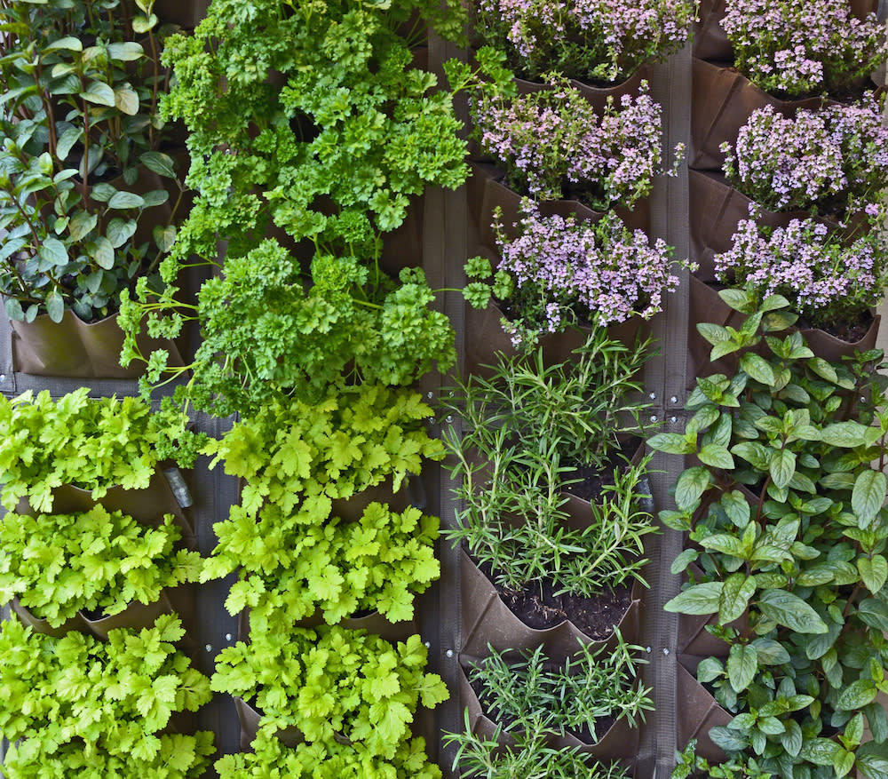  herb garden 