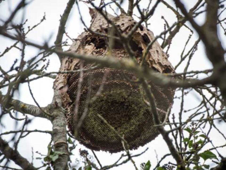 An abandoned Asian hornet nest (AFP/Getty)