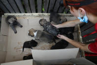 <p>Anna Sovtus, a Ukrainian veterinarian working with the Dogs of Chernobyl initiative, reaches for stray puppies in an enclosure at a makeshift veterinary clinic inside the Chernobyl exclusion zone on Aug. 17, 2017, in Chernobyl, Ukraine. (Photo: Sean Gallup/Getty Images) </p>