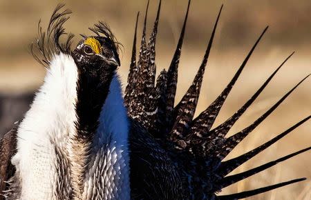 U.S. Bureau of Land Management photo shows a sage grouse in this undated photo. A looming wildlife protection fight over the Greater Sage Grouse highlights how two environmental groups have increasingly dominated the process of species protection, sparking a backlash from pro-business Republicans. REUTERS/Bob Wick/BLM/Handout via Reuters