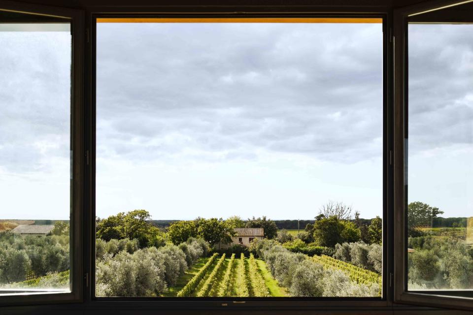 <p>CHARISSA FAY</p> A view across the vineyards to the Tyrrhenian Sea at Chiappini in Bolgheri, Italy 