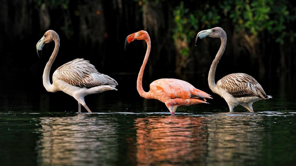 Ronald Kotinsky, a Florida landscape and wildlife photographer and owner of rkotinsky.com, snapped these images of flamingos at Fort De Soto State Park in Florida last week after more than 150 flamingos were swept across the eastern U.S. by Hurricane Idalia.