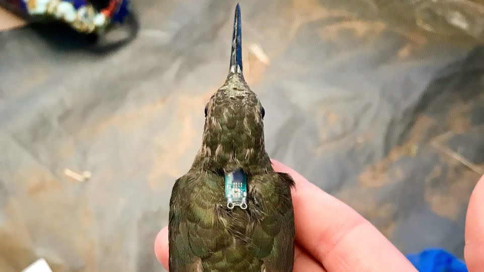 A southern giant hummingbird is equipped with a small backpack-like geolocator tracking device in central Chile.  -Jessie Williamson