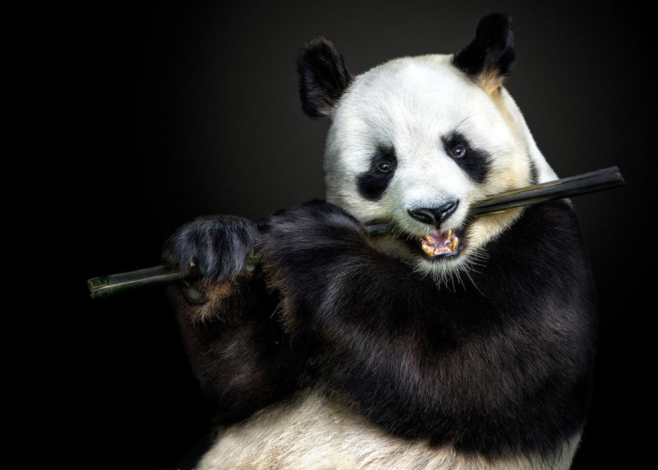 A panda bear pretends to play the flute. (Photo: Pedro Jarque Krebs/Caters News)