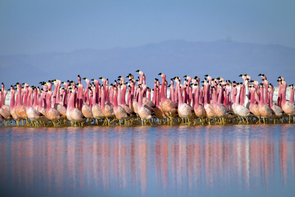 This image released by BBC Studios/BBC America shows a flamingo colony in the Andes in a scene from “Planet Earth: A Celebration.” The one-hour special pulls together sequences from “Planet Earth II” and “Blue Planet II” with a new narration from David Attenborough and a reworked score by Hans Zimmer and Jacob Shea. It premieres on Monday at 8 p.m. ET/7p.m. CT across BBC AMERICA, AMC, SundanceTV and IFC. (Justin Anderson/BBC Studios/BBC America via AP)