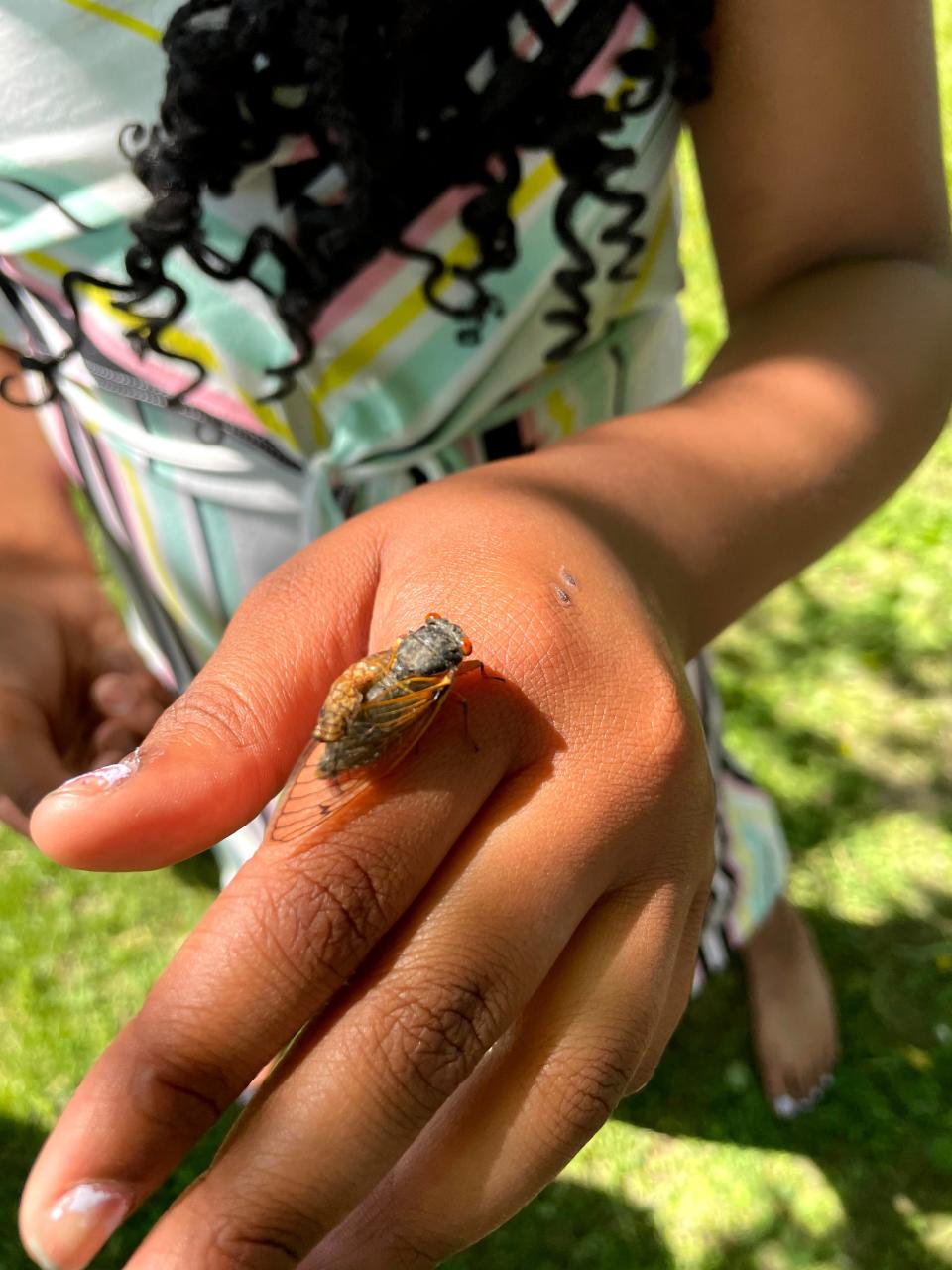 A student from teacher Nancy Murtaugh's fourth grade class in Fairfield, Ohio, shows off a periodical cicada that landed on her during a class outing in 2021.