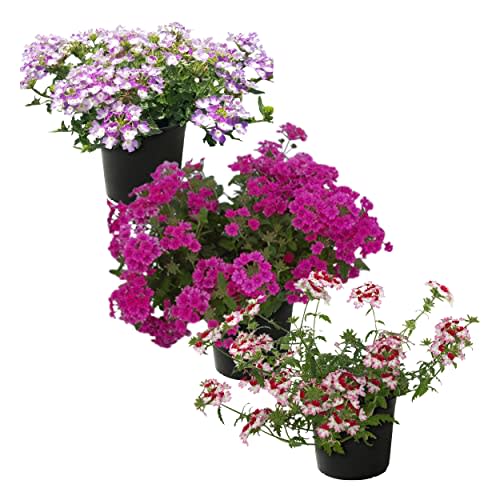 Live Verbena Plant - Assorted Colors (3 Plants Per Pack) - Healthy Flowering Plant - Beautiful Spring Color - 10