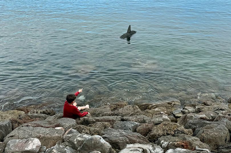 A 'shark' has been spotted approaching Royal William Yard in Plymouth, much to the surprise of swimmers, paddleboarders and onlookers