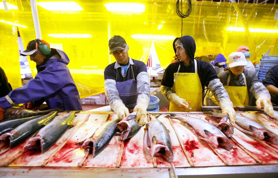 Workers clean salmon carcasses on a cleaning line at the Alitak Cannery in Alitak, Alaska, in 2008. (Lucas Jackson / Reuters)