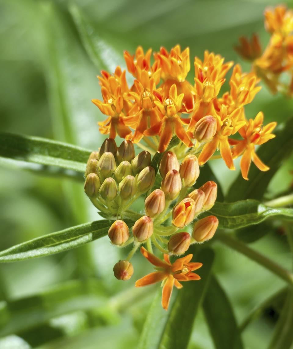 Butterfly Weed (Asclepias tuberosa)