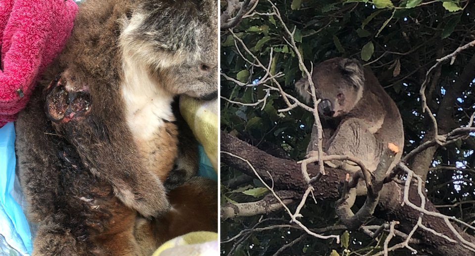 Two images of injured koalas. 