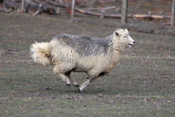 A sheep is covered in ash after Mt Tongariro erupted for the first time in over 100 years on August 7, 2012 in Tongariro National Park, New Zealand. Mt Tongariro erupted intermittently from 1855 to 1897. Although not an immediate threat to the community, the latest eruption may be the beginning of weeks, months or even years of volcanic activity. (Photo by Hagen Hopkins/Getty Images)