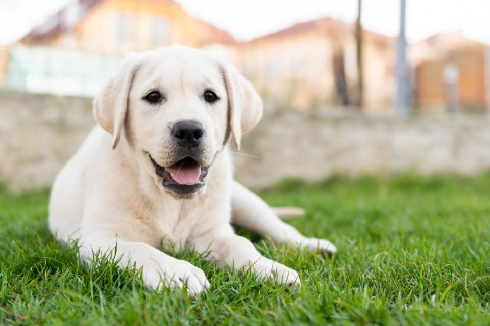 Labrador Retriever sitting on grass.