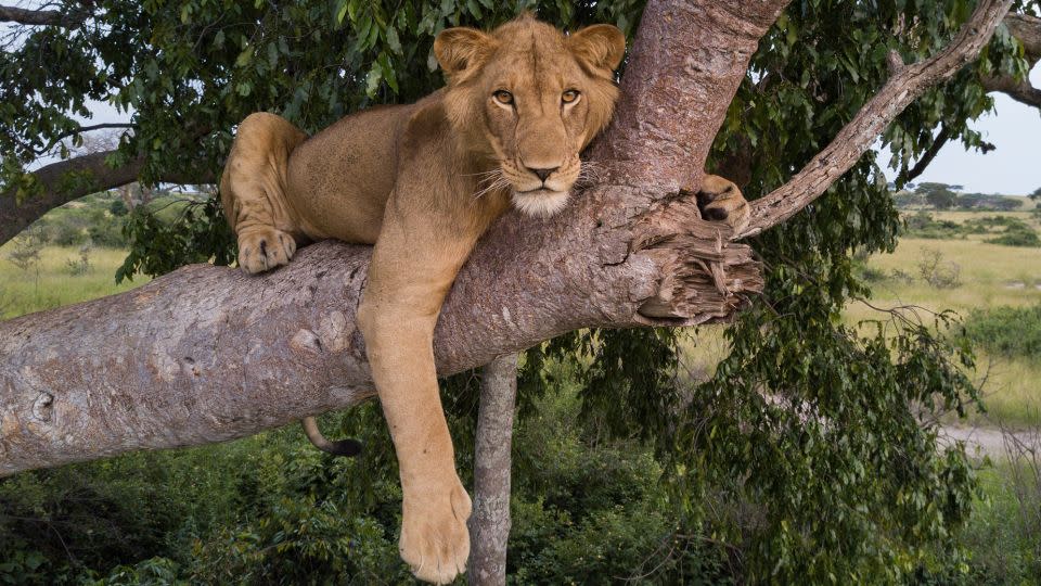 Jacob hangs out in a tree in the Ugandan park when he was younger. - Alex Braczkowski/Griffith University