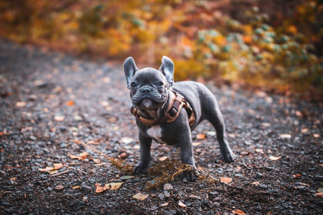 best small dog breeds french bulldog