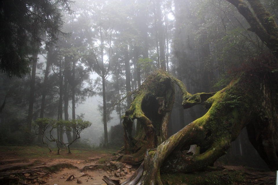 阿里山神木（Photo Credit: lily_lin@Flickr, License: CC BY-SA 2.0，圖片來源：https://www.flickr.com/photos/38260939@N05/7016371785）