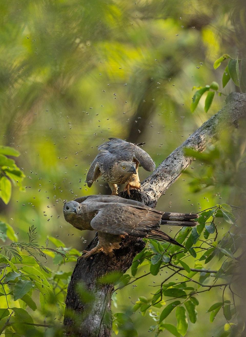 Photograph: Pranav Mahendru/2023 Nature inFocus Photography Awards