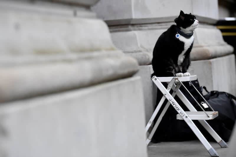 FILE PHOTO: Palmerston, the Foreign Office cat, sits on a photographer's ladder outside Downing Street in London