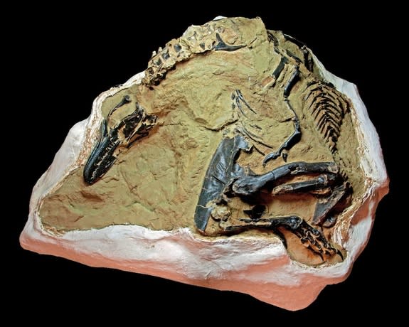 The theropod in the Dueling Dinosaurs group lies encased in its field jacket. Scientists have debated whether specimens dubbed Nanotyrannus actually represent members of a distinct species or simply juvenile versions of T. rex.