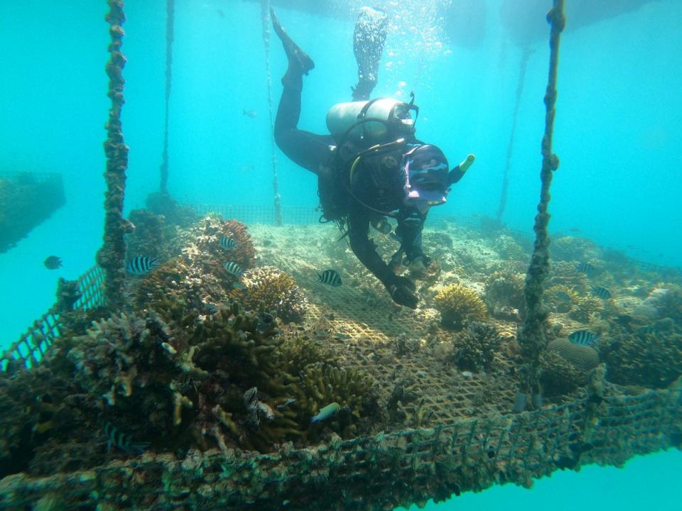 A marine biologist inspects coral in the underwater nurseries, teaming with ocean life (Red Sea Global)