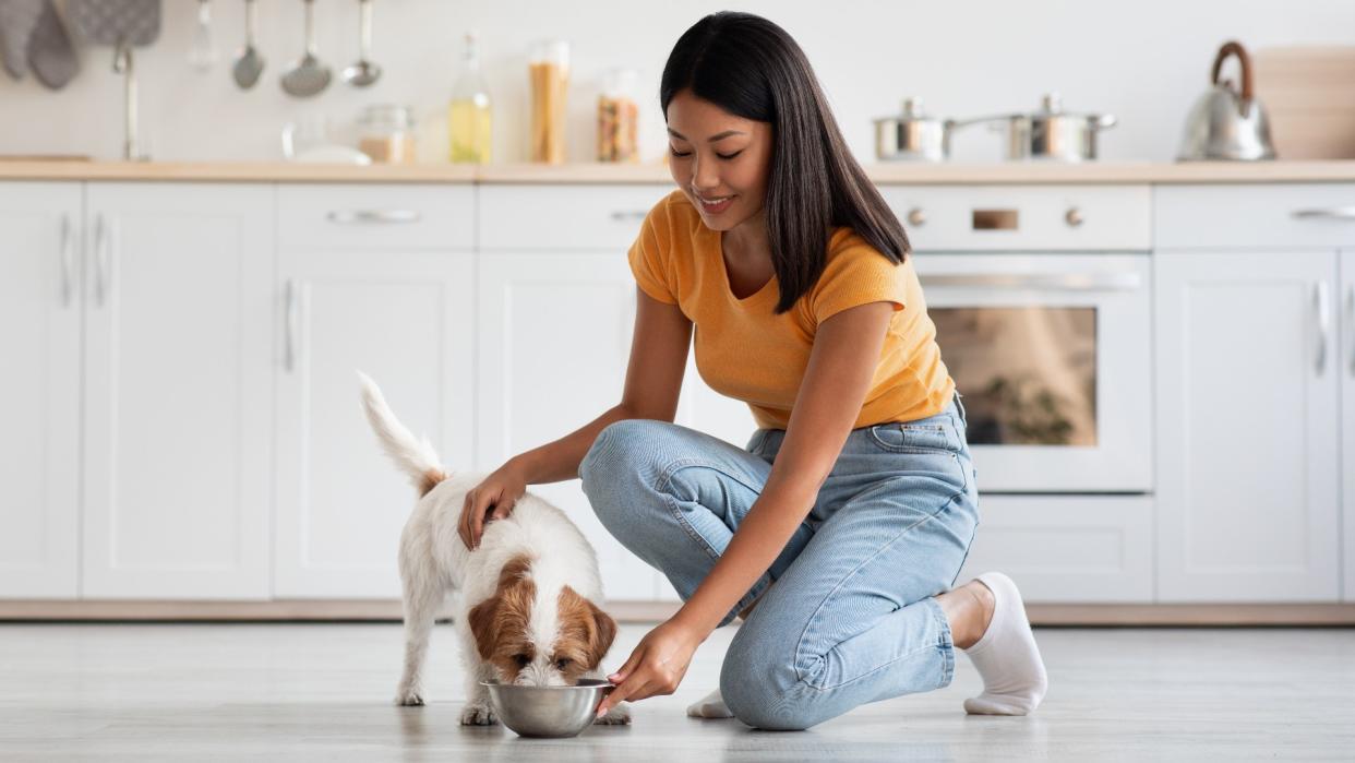  Young Korean woman patting her dog in the kitchen while he eats 