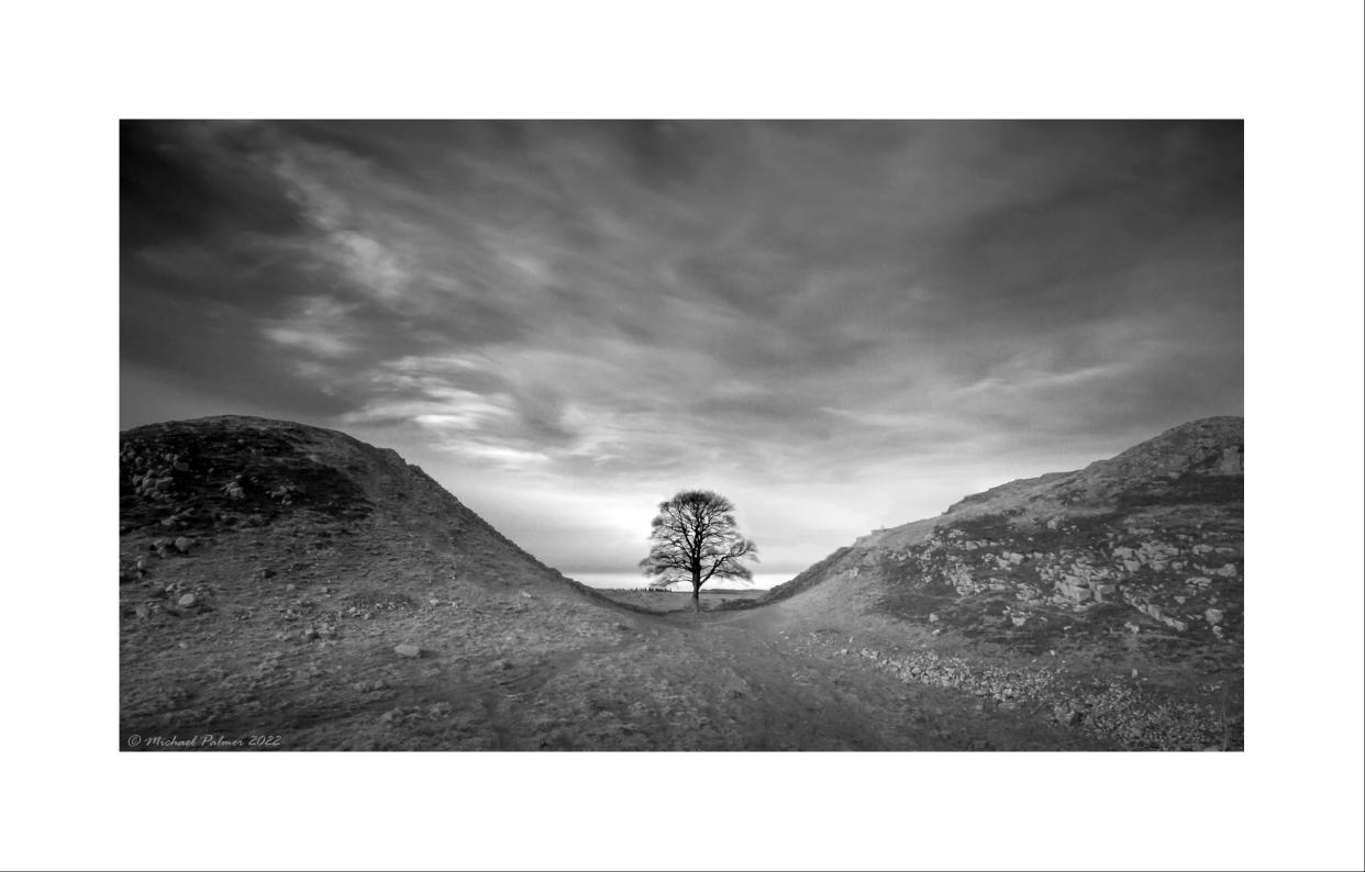 The majestic Sycamore Gap tree pictured in 2022 (Michael Palmer)