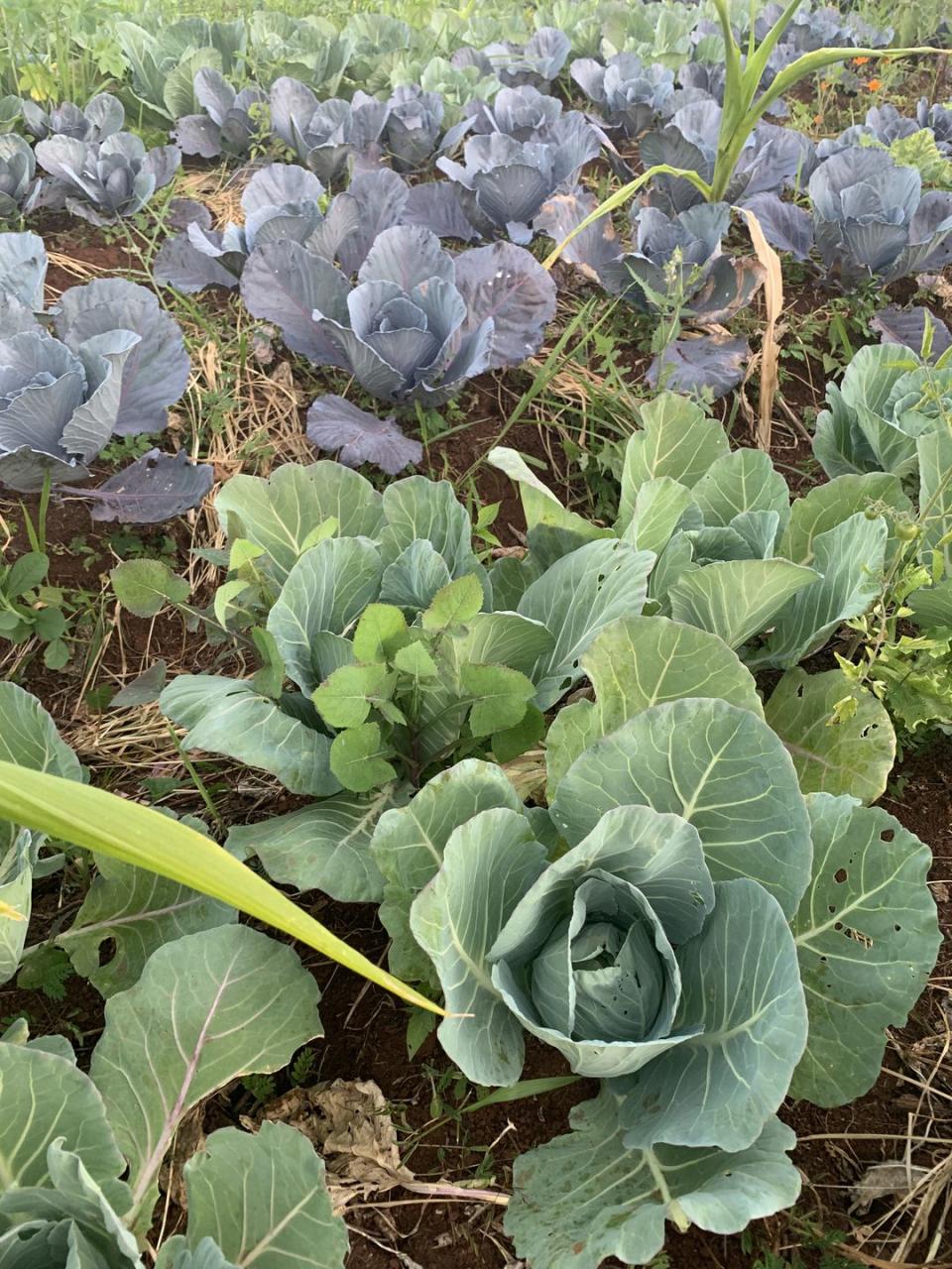 11) Cabbage