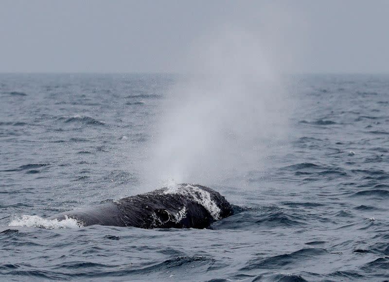 FILE PHOTO: A sperm whale breathes in the sea near Rausu