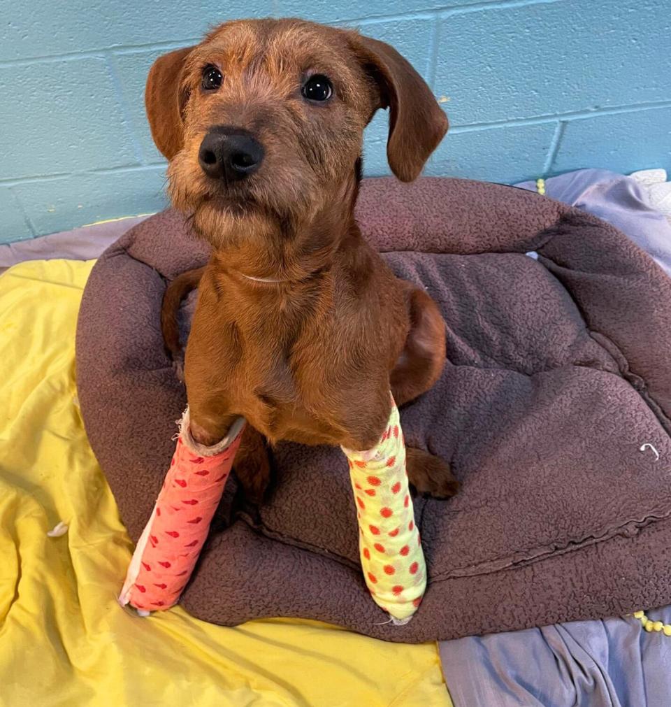 Kentucky pup with broken paws needs help