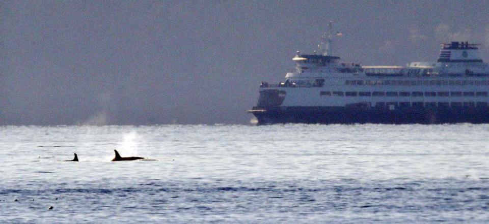 A pair of orca whales swim in view of a state ferry crossing from Bainbridge Island toward Seattle in the Puget Sound Tuesday, Oct. 29, 2013, as seen some miles away from Seattle. The whales were among about 20 or more, believed to be from the resident J and K pods, seen traveling through the passage Tuesday afternoon. (AP Photo/Elaine Thompson)