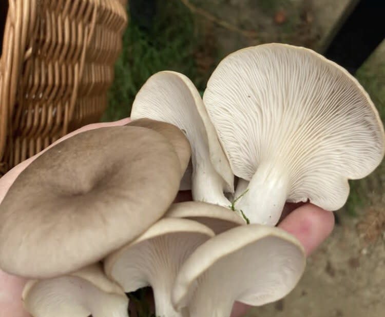 Young has been foraging mushrooms all year. (Zoe Young/SWNS)