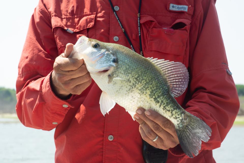 A good-sized crappie is held by Joe Bragg after he caught it using live sonar in shallow waters at Milford Lake.