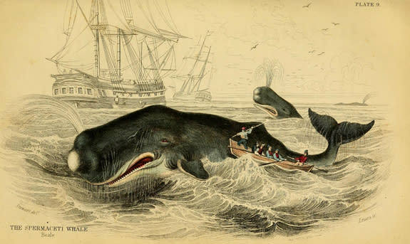 Nineteenth-century whalers pursued sperm whales for their oil. But sometimes, the whales fought back.