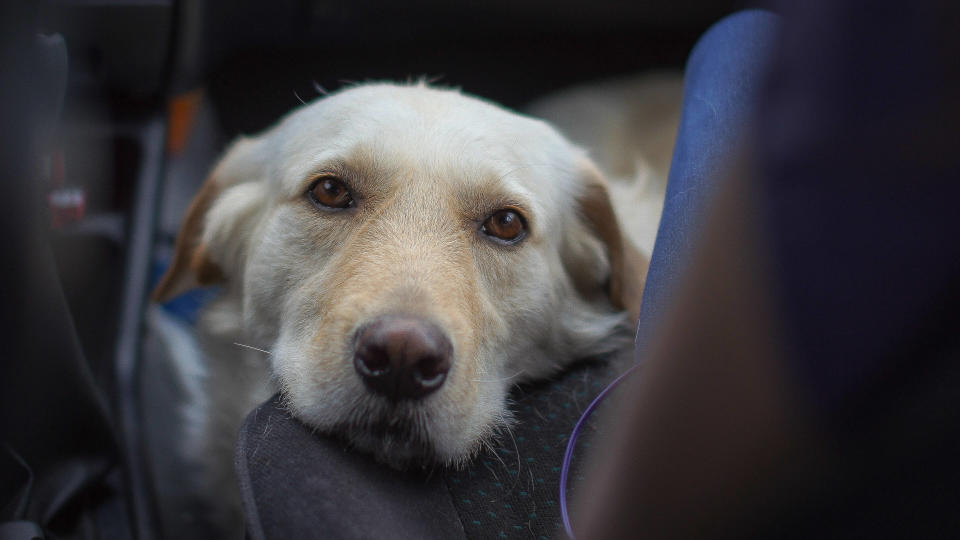 Hugo Clément et une ex-députée s’écharpent sur les règles pour transporter son chien dans un train (Photo d’illustration d’un chien dans un train) 