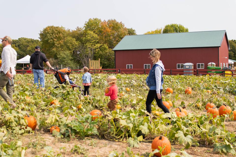 Pumpkins are picked at Wills Family Orchard in Adel.