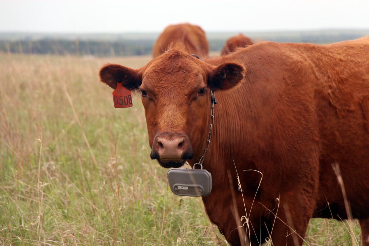 A Red Angus cow from the Mushrush herd wears a GPS collar.