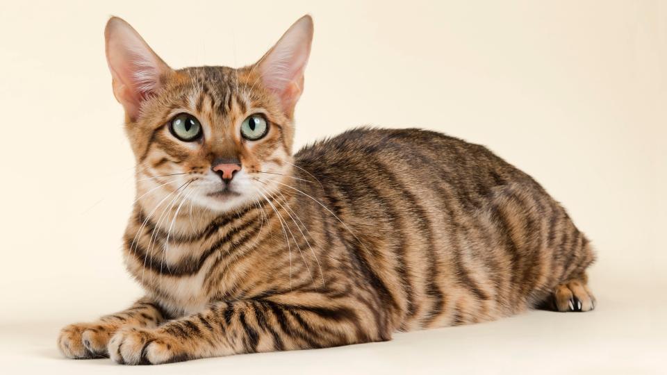 Toyger cat