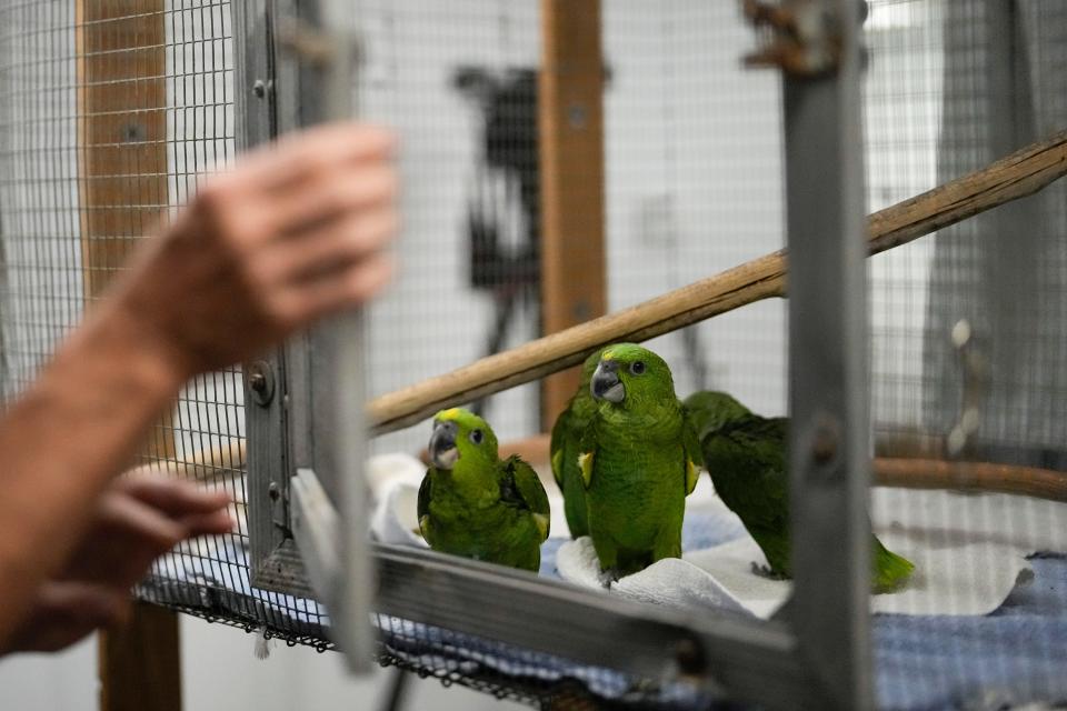 Young yellow-naped Amazon parrots trafficked from Central America sit inside their cage at the Rare Species Conservatory Foundation in Loxahatchee, Fla., Friday, May 19, 2023.  According to a criminal complaint, a smuggler was caught with 29 parrot eggs at Miami International Airport when the eggs began hatching in his carry-on bag while in transit. The RSCF is raising the 24 surviving yellow-naped and red-lored parrots while looking for a long-term home for the birds.