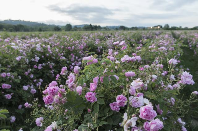 Take a virtual tour of the Chanel flower fields in Grasse, France