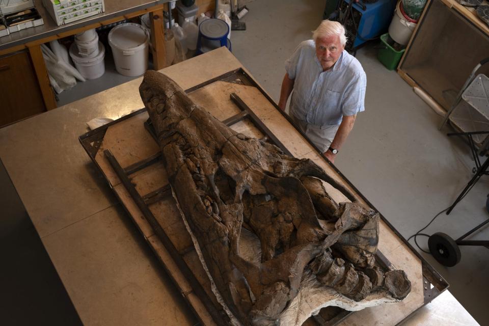 Der Schädel des Pliosauriers ist hier neben dem BBC-Moderator David Attenborough zu sehen, der eine Dokumentation über den Fund präsentiert. - Copyright: BBC Studios